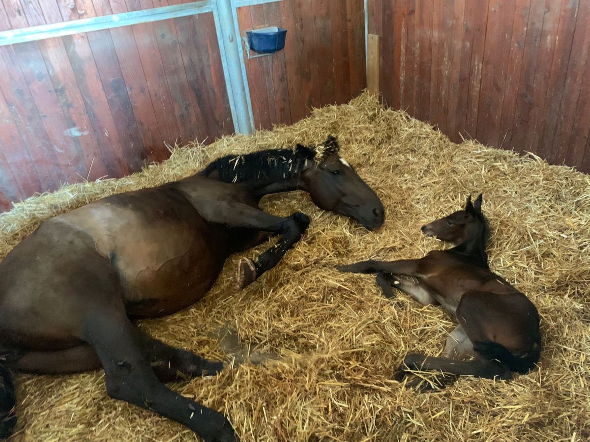 Diamo il benvenuto alla nuova piccola del Circolo Ippico&nbsp;Ducale